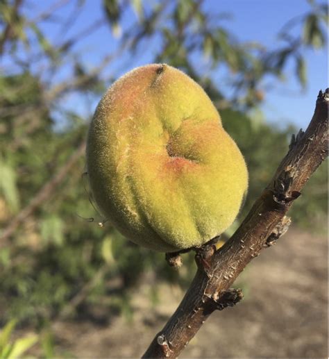 Image result for Fruit Tree Problems