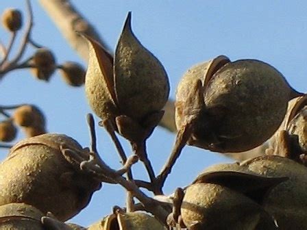 More tree pods