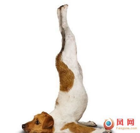 狗狗也来玩瑜珈 动作很标准可爱大满贯