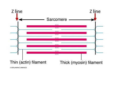Image result for Z-Line Muscle Cell