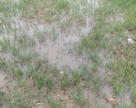 Haryana: Unseasonal rain, hailstorm damage crops in Rohtak
