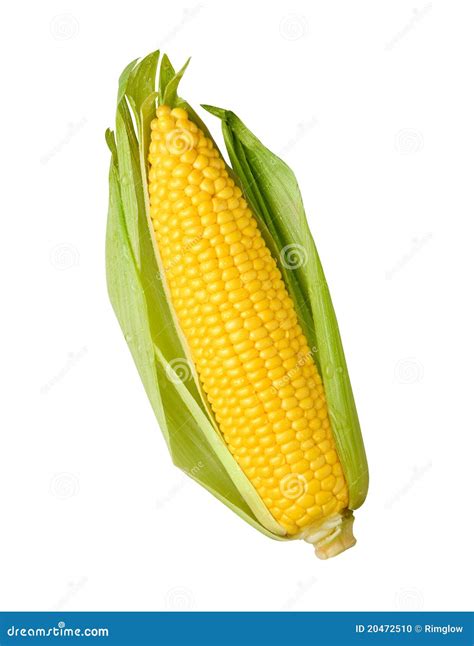 Ear Of Corn Isolated Stock Photo - Image: 20472510