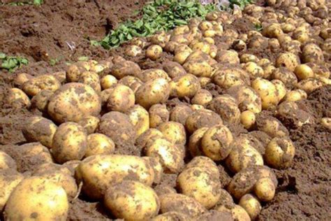 土豆种植技术七大秘诀