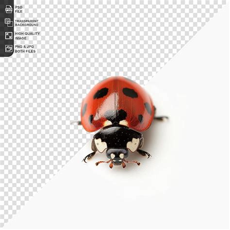 Image result for Ladybug No Background