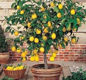 Sisa Lemon Plant Price in India - Buy Sisa Lemon Plant online at ...
