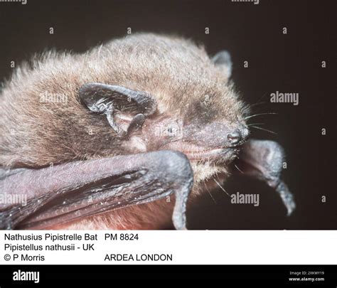 Nathusius’s pipistrelle bat hi-res stock photography and images - Alamy