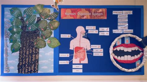 Comined Science KS2 Digestion display showing the digestive organs and ...