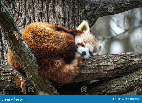 Image result for Red Panda vs Firefox