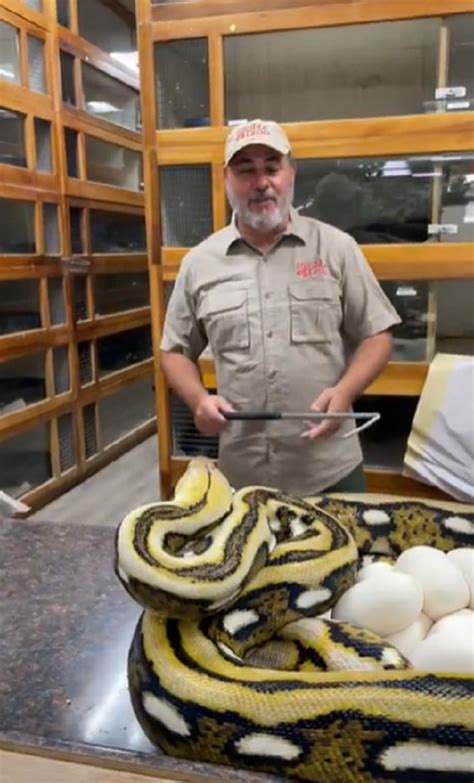 Watch: Zookeeper Gets Bitten On The Face By A Python