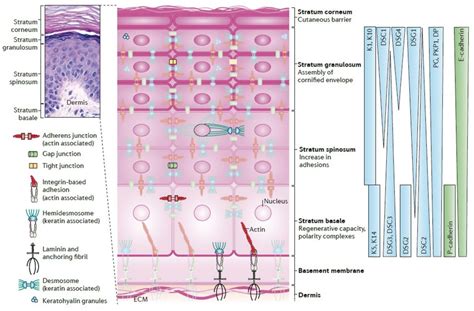 The Importance of Mimicking Dermal-Epidermal Junction for Skin Tissue ...