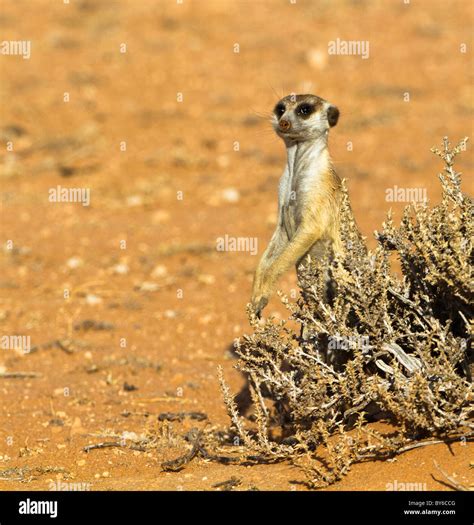 Image result for Raspberry Pi Suricate Tutorials