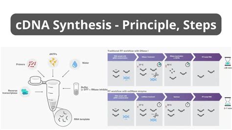 cDNA Synthesis Protocol 的图像结果