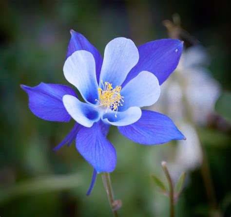 Columbine Flower Meaning
