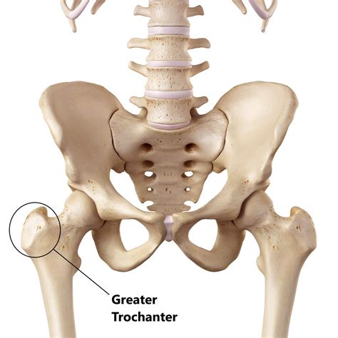 Greater Trochanteric Pain Syndrome (GTPS) - My Family Physio