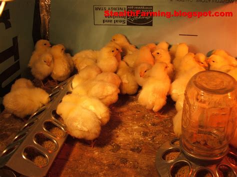 Image result for Boo Boo Chicken