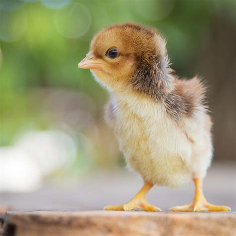 Viral 'Grandma' Hamster Makes People Realize They've Never Seen an Old ...