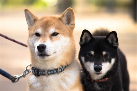 12 Most Popular Japanese Dog Breeds (ALL DOGS OF JAPAN)