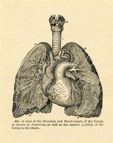 1895 Heart and Lungs Medical Drawing, Anatomy Wall Decor - Human Lung Illustration, 11x14 ...