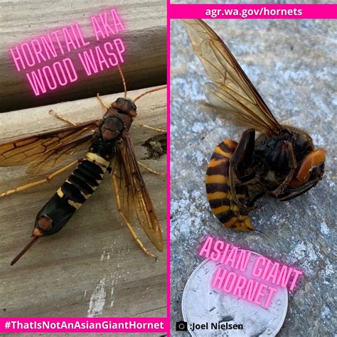 Wasp Vs Hornet