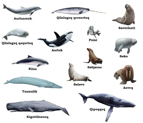 Types Of Animals In Marine 10 Rare And Where To Find Them - ocean ...