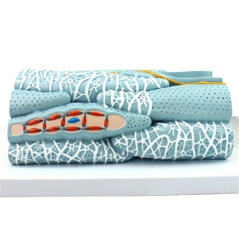 Buy Educational Model Smooth Muscle Tissue Model - Medical Anatomical ...