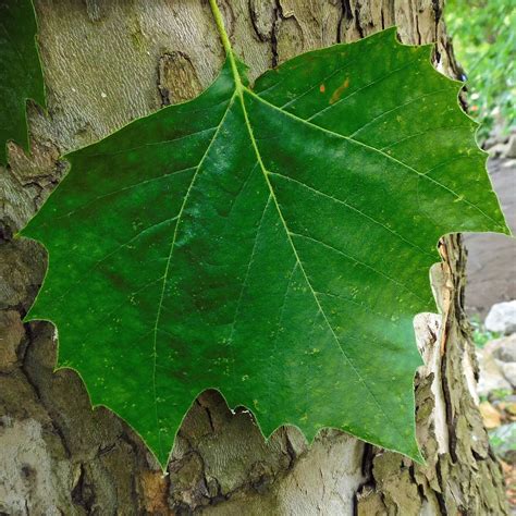 Palmately Compound Leaf Identification It's In Your Nature: Tree