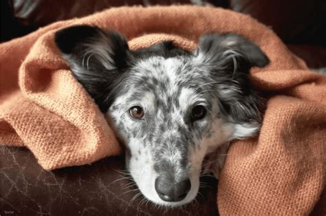 Apoquel Alternatives for Dogs: Natural Remedies for Allergies & Itchin