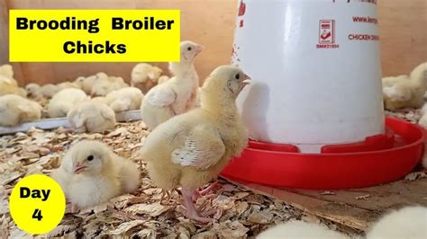 Image result for Broiler Chicken Brooding