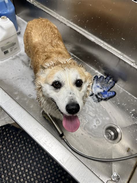 Gallery - Scrub-a-Dub Dog Grooming