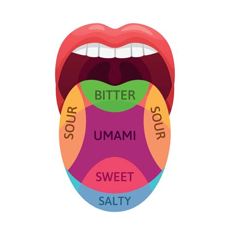 Human tongue taste zones. Sweet, bitter and salty tastes receptors. Tasting areas, umami and ...