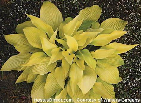 Different Colored Hostas Plants : Leaf color changes depending on how ...