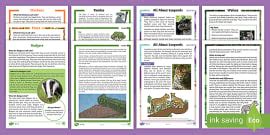 What is a Bee? Reading Comprehension (teacher made) - Twinkl