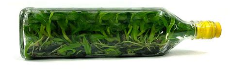 Can you grow orchids from seeds? | Is it possible to grow orchids from ...