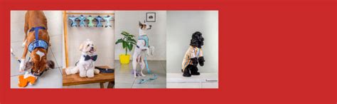 Pet & Parents Blue Floral Strips Reversible Pet Harness |Chest Harness ...