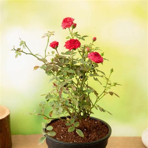 Buy Green Rose online from Nurserylive at lowest price.