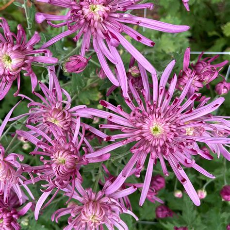 Mum Information – 3 Porch Farm