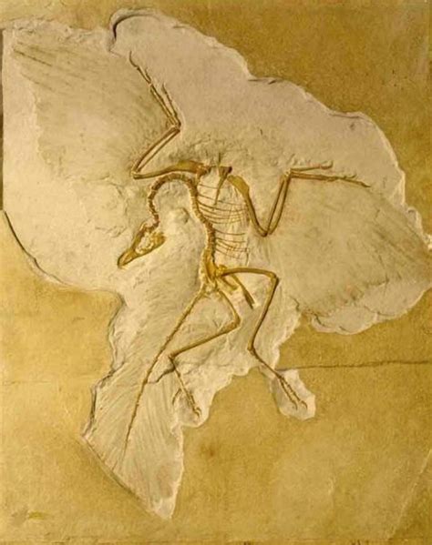 Evolution Bird 的图像结果