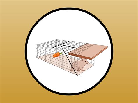 Can You Trap Wild Rabbits at Ron Gerald blog