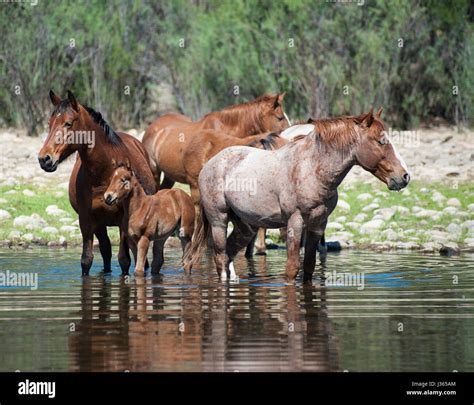 Salt River Wild Horses in Arizona Stock Photo - Alamy