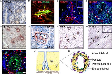 Image result for Endometrium