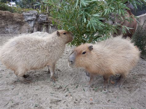 Image result for Encoding in Machine Learning
