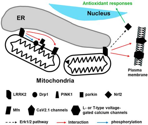 The Multifaceted Role of LRRK2 in Parkinson’s Disease