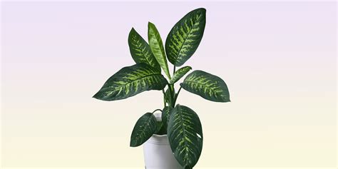 A Basic Guide to Dieffenbachia Care