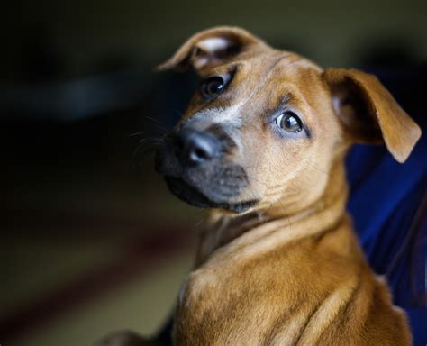 HUMANE SOCIETY WATERVILLE AREA - Waterville ME - Hours, Directions ...