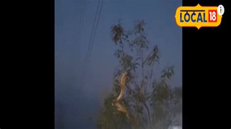 Snake Spotted Dancing on Tree Top! Watch the Viral Video, গাছের মগডালে ...