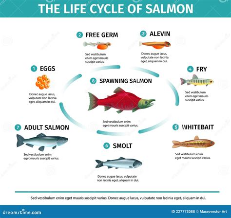 Salmon Life Cycle Infographics Stock Vector - Illustration of life ...