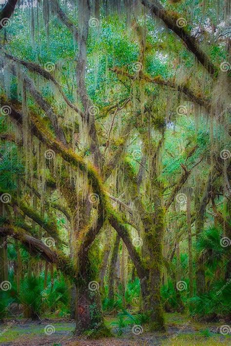 Swamp Moss 的图像结果