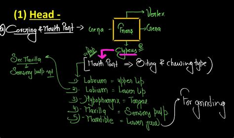 Inside a Cockroach 的图像结果