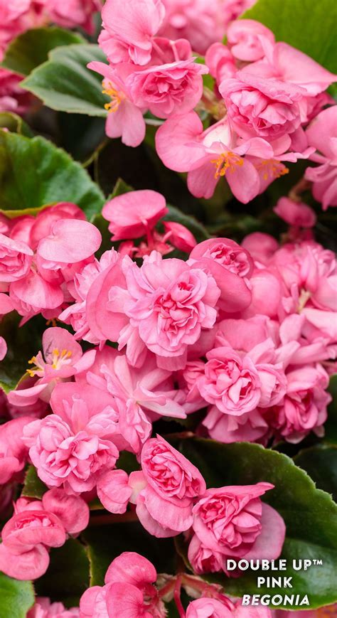 Double Up™ Pink - Begonia semperflorens | Proven Winners | Begonia ...