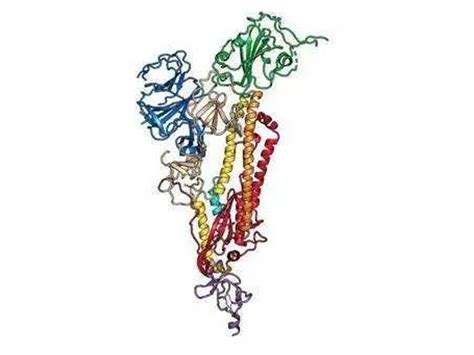 综述！新冠病毒生命周期与蛋白潜在功能 - 自主发布 - 资讯 - 生物在线
